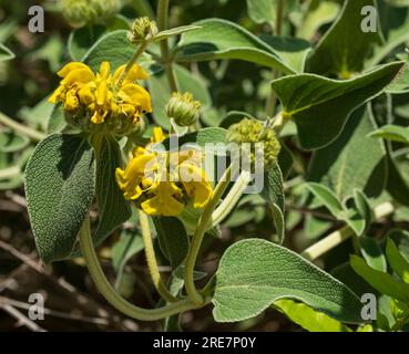 Phlomis fruticosa o "salvia di Gerusalemme" gemma e foglie sullo sfondo sfocato Foto Stock