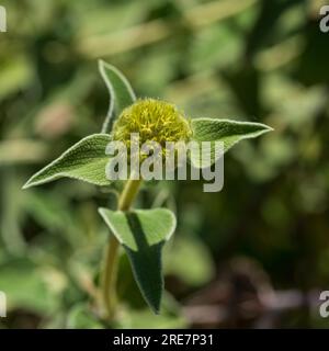 Phlomis fruticosa o "salvia di Gerusalemme" gemma e foglie sullo sfondo sfocato Foto Stock