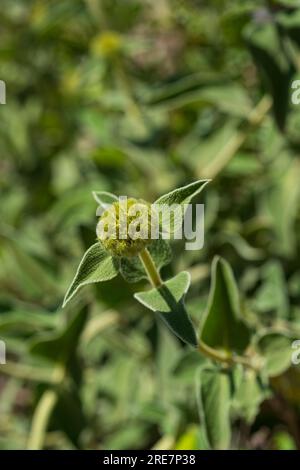 Phlomis fruticosa o "salvia di Gerusalemme" gemma e foglie sullo sfondo sfocato Foto Stock