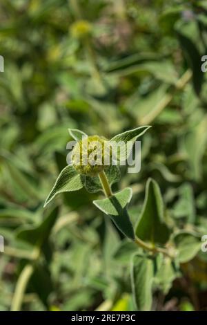 Phlomis fruticosa o "salvia di Gerusalemme" gemma e foglie sullo sfondo sfocato Foto Stock