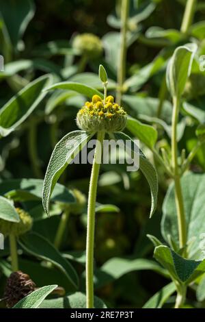 Phlomis fruticosa o "salvia di Gerusalemme" gemme e foglie Foto Stock