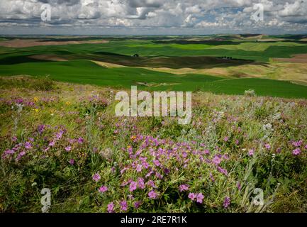 Resti di Palouse Prairie con molte specie di erba e fiori selvatici tra cui Geranium viscosissimum (Sticky Geranium), Geum triflorum (Prairie Smoke) Foto Stock