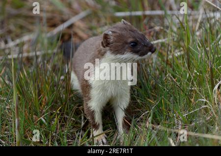 Tarabuso che guada Foto Stock