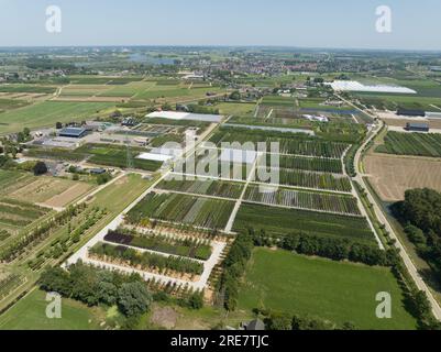 Vista aerea dall'alto verso il basso con droni di una piantagione di alberi nei Paesi Bassi. Foto Stock