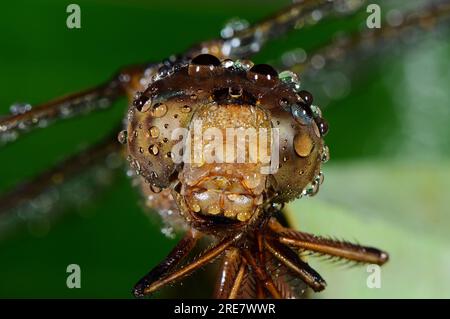 Macro di una libellula su una foglia verde con gocce d'acqua Foto Stock