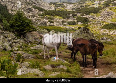 Cavalli nelle montagne di Rila, Bulgaria Foto Stock