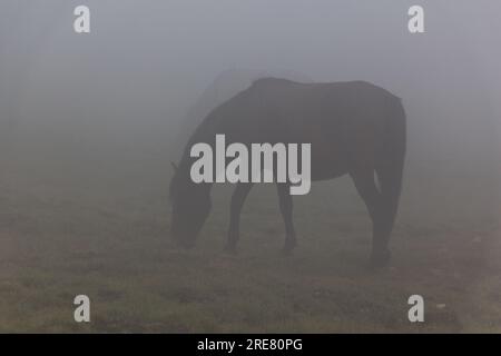 Vista mistica di un cavallo nelle montagne di Rila, Bulgaria Foto Stock