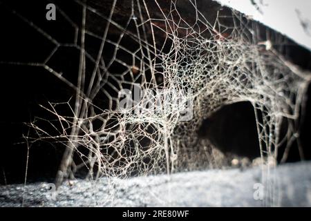 Un'incredibile foto ravvicinata di una ragnatela scattata con un tocco artistico. Foto Stock