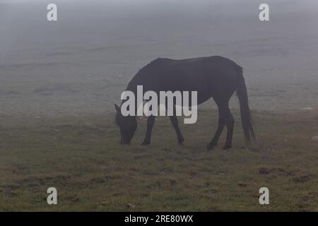 Vista mistica di un cavallo nelle montagne di Rila, Bulgaria Foto Stock