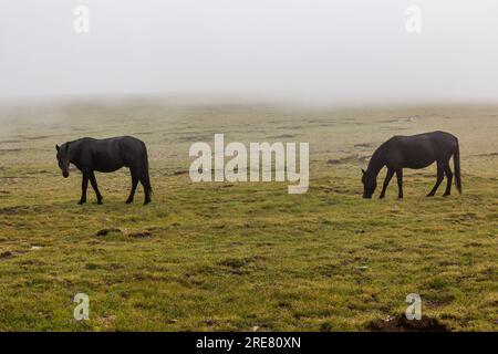 Vista nebbiosa dei cavalli nelle montagne di Rila, Bulgaria Foto Stock