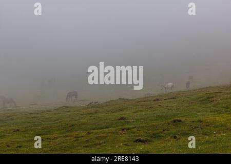 Vista nebbiosa dei cavalli nelle montagne di Rila, Bulgaria Foto Stock