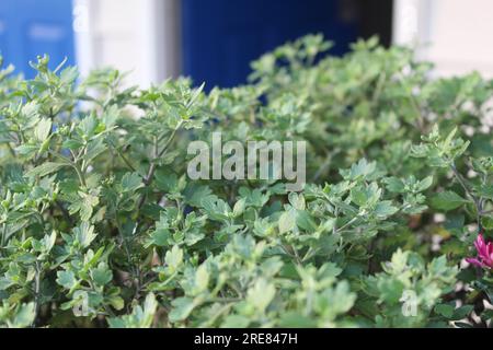 Una foto ravvicinata di un cespuglio sempreverde di fronte a un motel sfocato sullo sfondo. Foto Stock