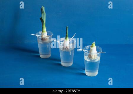 Una disposizione diagonale di tre porri che crescono dalle loro radici in acqua che mostra la progressione della loro crescita da una piccola radice bianca a una verde Foto Stock