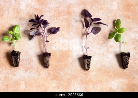 Una vista dall'alto di quattro piantine di basilico, due verdi e due viola, che mostrano le loro radici visibili su uno sfondo astratto color acquerello pastello. Foto Stock