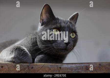 un primo piano di un gatto inglese d'argento con occhi gialli ambra Foto Stock