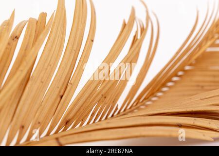 Sfondo in foglia di palma essiccata per decorazione d'interni boho. Fotografia macro di fronde tropicali beige neutre. Elemento di design botanico minimalista. Foto Stock