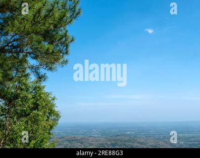 Pinus merkusii, il pino di Merkus o il baldacchino di pino di Sumatra e il cielo blu per lo sfondo naturale della foresta. Foto Stock