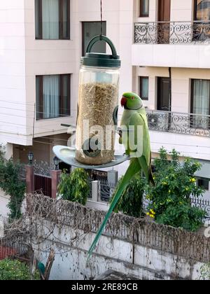 Parakeet con anelli di rosa arroccato su un alimentatore di uccelli, nuova Delhi, India Foto Stock