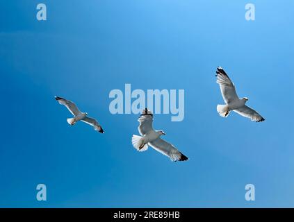 Vista dall'angolo basso di tre gabbiani che volano in un cielo blu, Thassos, Grecia Foto Stock