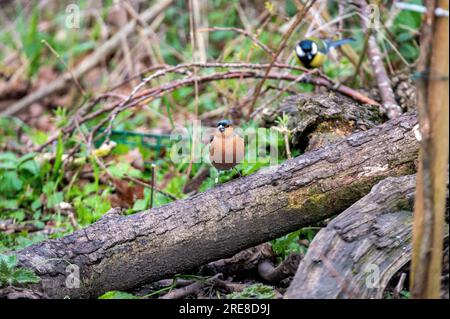 Posato di Chaffinch presso la riserva naturale del Gosforth Park Foto Stock