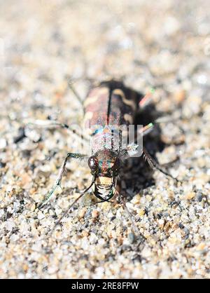 La Cicindela maritima della Tigre delle dune a rischio di estinzione si trova in un ambiente di sabbia naturale Foto Stock