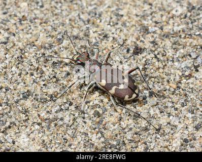 La Cicindela maritima della Tigre delle dune a rischio di estinzione si trova in un ambiente di sabbia naturale Foto Stock