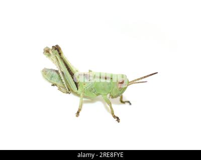 Ninfa di Melanoplus bivittatus, la cavalletta a due strisce isolata su sfondo bianco Foto Stock