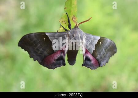 La modesta falena notturna della sfinge Pachysphinx modesta appesa a una foglia Foto Stock