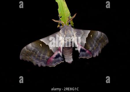 La modesta falena notturna della sfinge Pachysphinx modesta su sfondo scuro Foto Stock