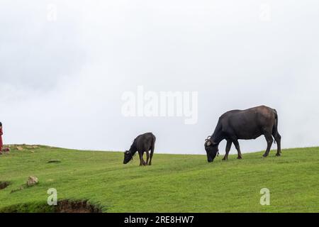 bufalo nero nel prato con erba verde e nebbia Foto Stock