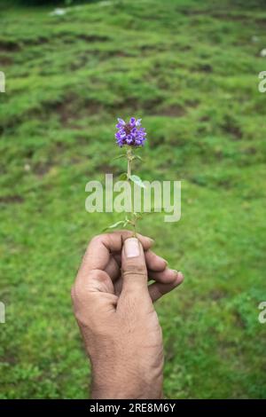 un primo piano di fiori selvatici situato sulla cima della montagna himalyan Foto Stock