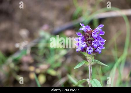 un primo piano di fiori selvatici situato sulla cima della montagna himalyan Foto Stock