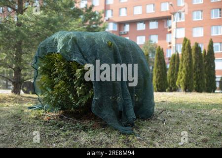 I cespugli nel parco sono coperti dal gelo. Cespugli nel parcheggio Foto Stock