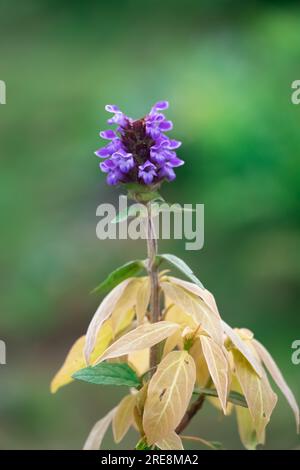 un primo piano di fiori selvatici situato sulla cima della montagna himalyan Foto Stock