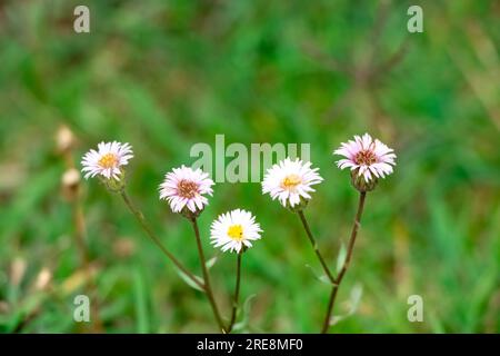 un primo piano di fiori selvatici situato sulla cima della montagna himalyan Foto Stock