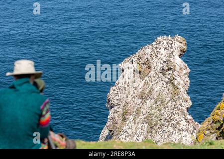 Un birdwatcher che guarda una pila marina piena di uccelli a St Abbs, in Scozia Foto Stock