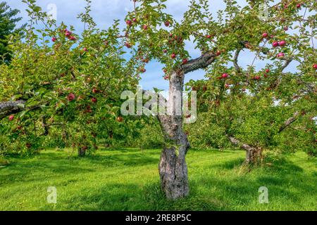 Un vecchio melo McIntosh pieno di mele mature in un pittoresco frutteto nelle Eastern Townships, Quebec, Canada. Foto Stock