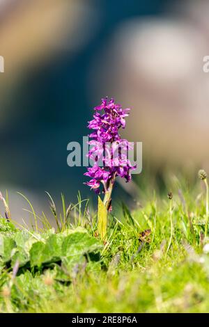 Orchidea viola, Orchis mascula, fiore selvatico Foto Stock