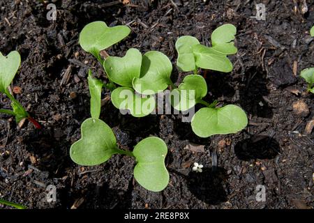 razzo rucola eruca vesicaria piantine che crescono in compost in un giardino nel regno unito Foto Stock