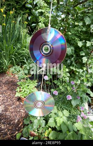 i vecchi dvd sono stati riprodotti per riflettere la luce e scoraggiare gli uccelli dal mangiare piante e frutta in un giardino del regno unito Foto Stock