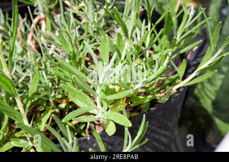foglie di una pianta di rosmarino salvia rosmarinus che cresce in un contenitore in una sezione di giardino delle erbe di in un giardino nel regno unito dell'irlanda del nord Foto Stock