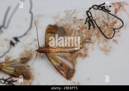 La falena indiana, la falena malvagia, la falena della dispensa, la farina o la falena del grano (Plodia interpunctella) dettaglio dell'individuo morto su una trappola da muro appiccicosa. Foto Stock