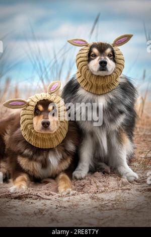 Ritratto dei cani finlandesi Lapphund seduti e sdraiati all'aperto nella stagione autunnale indossando i cappelli coniglietti in spiaggia Foto Stock