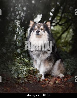 Ritratto del cane finlandese Lapphund seduto all'aperto nella stagione autunnale Foto Stock