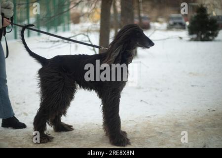 Cane nero. Razza di cane Afghan Hound. Animale a piedi. Un animale molto bello e carino. Foto Stock