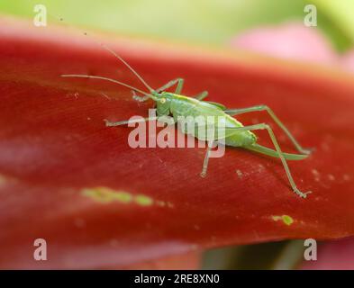 Ninfa femmina del cricket di quercia del Regno Unito, Meconema thalassinum, che mostra un lungo ovipositore Foto Stock