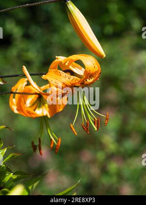 Fiore di turkscap arancio del giglio fiorito estivo, Lilium henryi Foto Stock