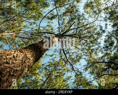 Pinus merkusii, pineta di Merkus o pineta di Sumatra, sfondo naturale della foresta Foto Stock