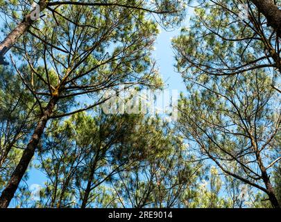 Pinus merkusii, pineta di Merkus o pineta di Sumatra, sfondo naturale della foresta Foto Stock