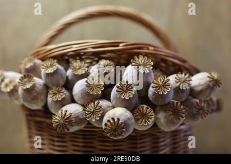 un mazzo di papaveri in un cestino marrone Foto Stock